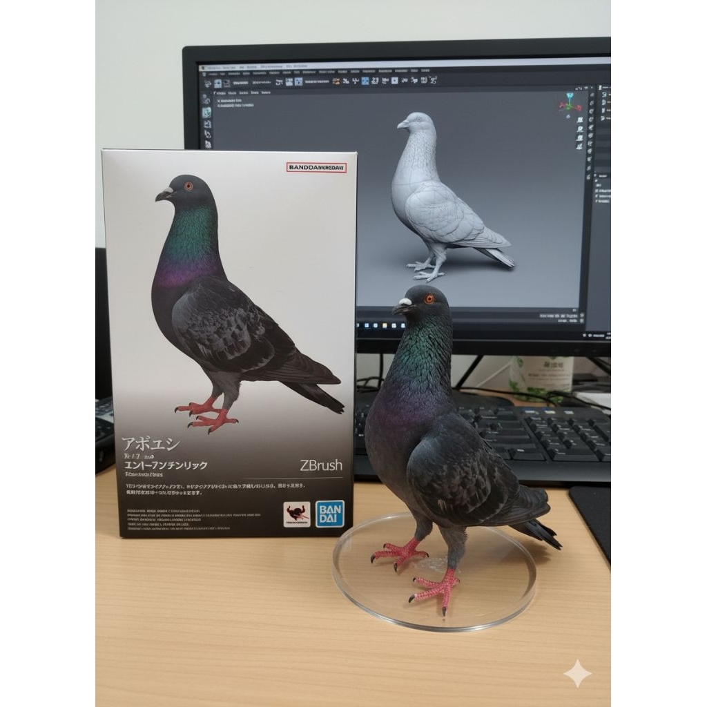 merpati betina(biasa)