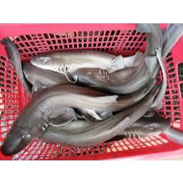 Jual Ikan Hiu Fresh ( Hidup ) Harga lebih murah
