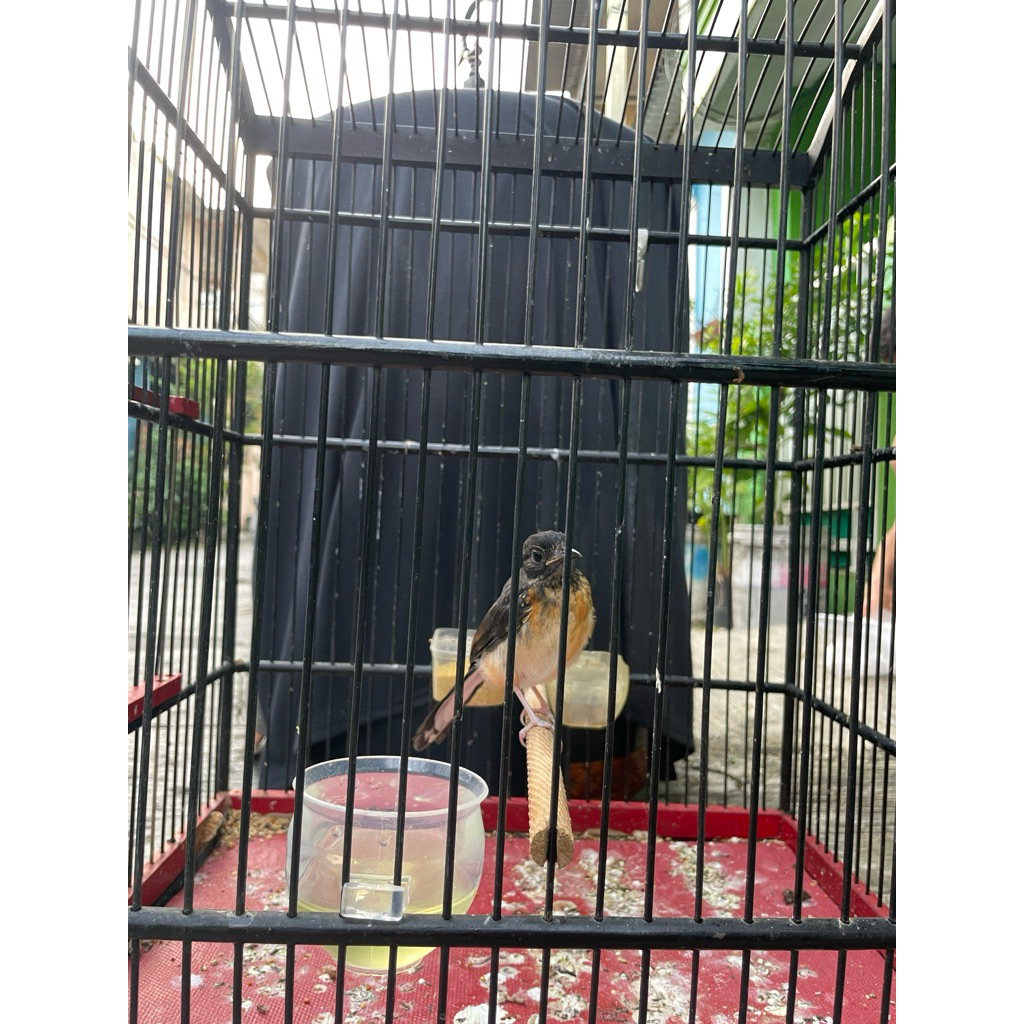 Murai batu trotol garansi jantan