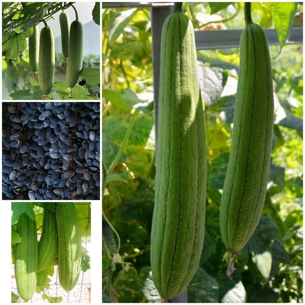 PlantSeed -3 Biji Benih Bibit Blustru Labu Loofah Luffah