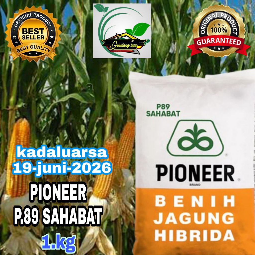 benih jagung hibrida PIONEER/P89 SAHABAT