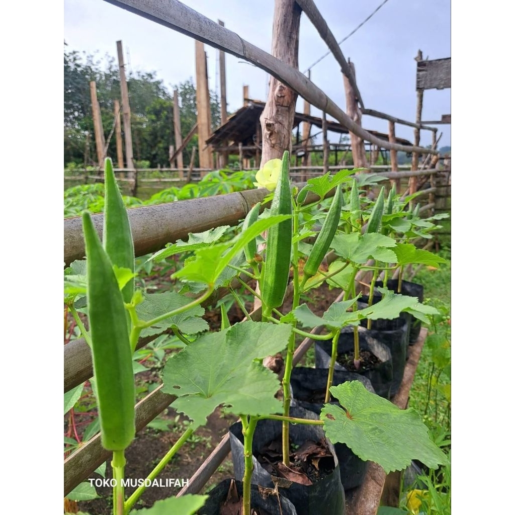 Benih sayur okra - benih sayur - bibit okra