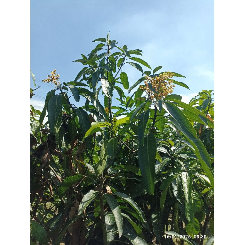Bibit Mangga Kombinasi Batang besar Indukan Cepat Berbuah