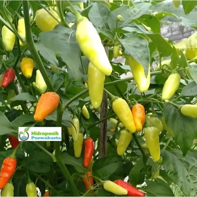 BERKEBUN DIRUMAH Bibit Cabe Rawit Prentul Super Benih Cabai Rawit Merah Viral