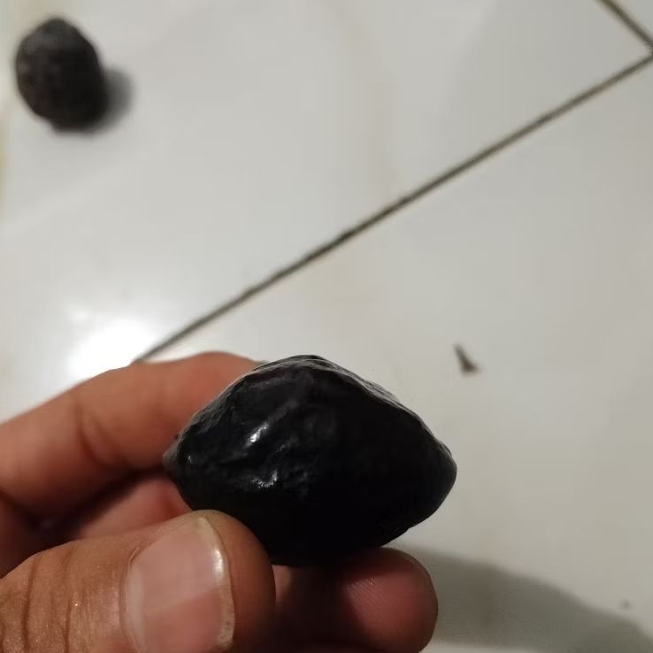 Muncang Kemiri Adu jenis JAWA ORIGINAL si kasep