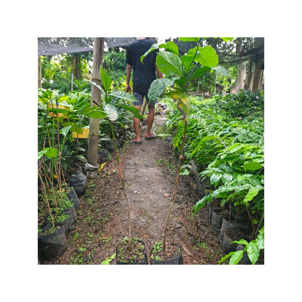 bibit kopi robusta super ASLI sambung pucuk siap tanam cepat berbuah hasil sambung pucuk