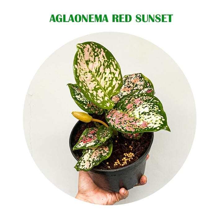 Bibit " bonggol" aglonema red sunset - tanaman hias