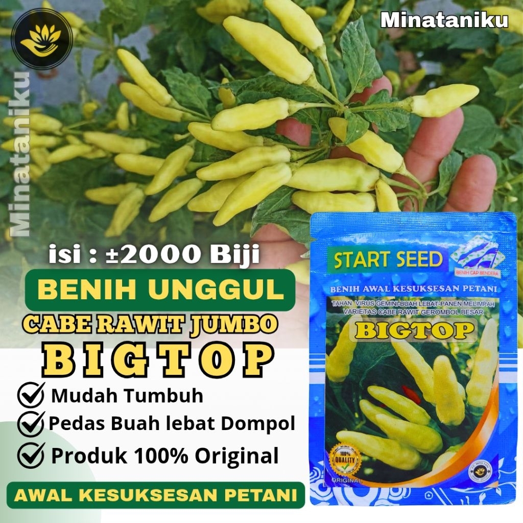 Benih Cabe Rawit BIGTOP Bibit Cabe Rawit Unggul / benih cabe rawit gerombol besar tahan virus