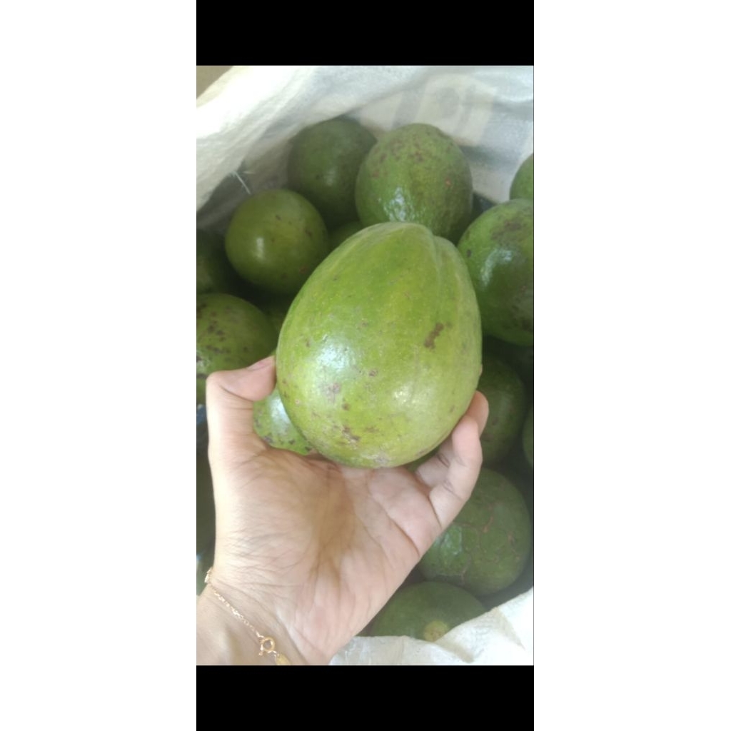 buah alpukat segar