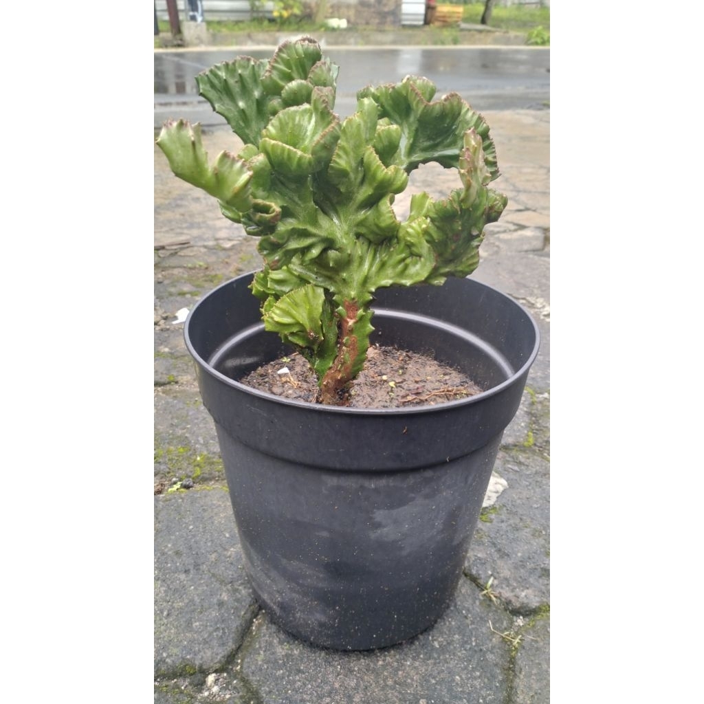 kaktus euphorbia lactea