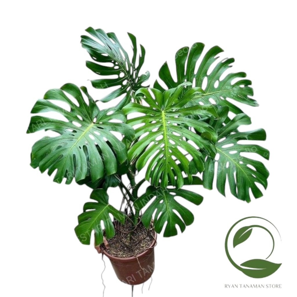 Tanaman Hias Anakan Monstera King Giant - Bibit Monstera Delicious King