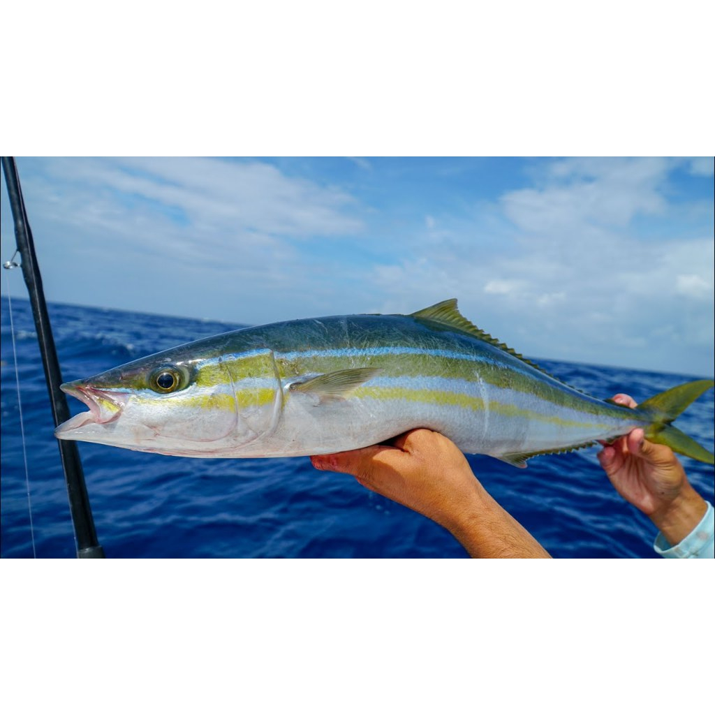 PROMO Ikan Asap Jumbo Salmon Laura (Rainbow Runner) / Salmon Lokal