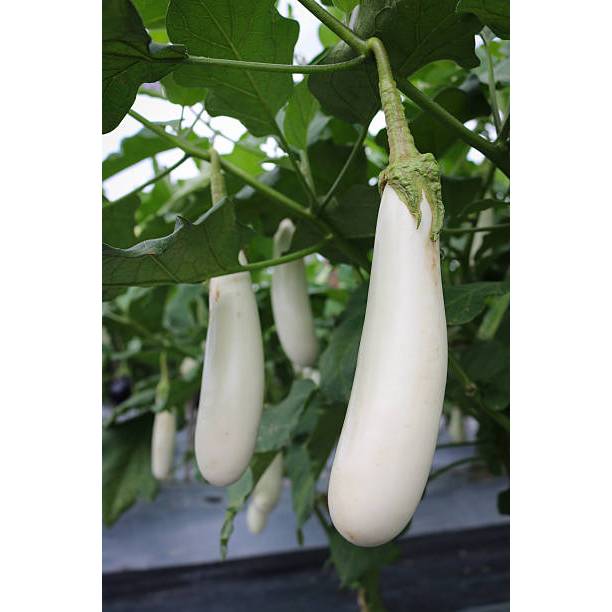 TABUR BENIH TERONG PUTIH PANJANG