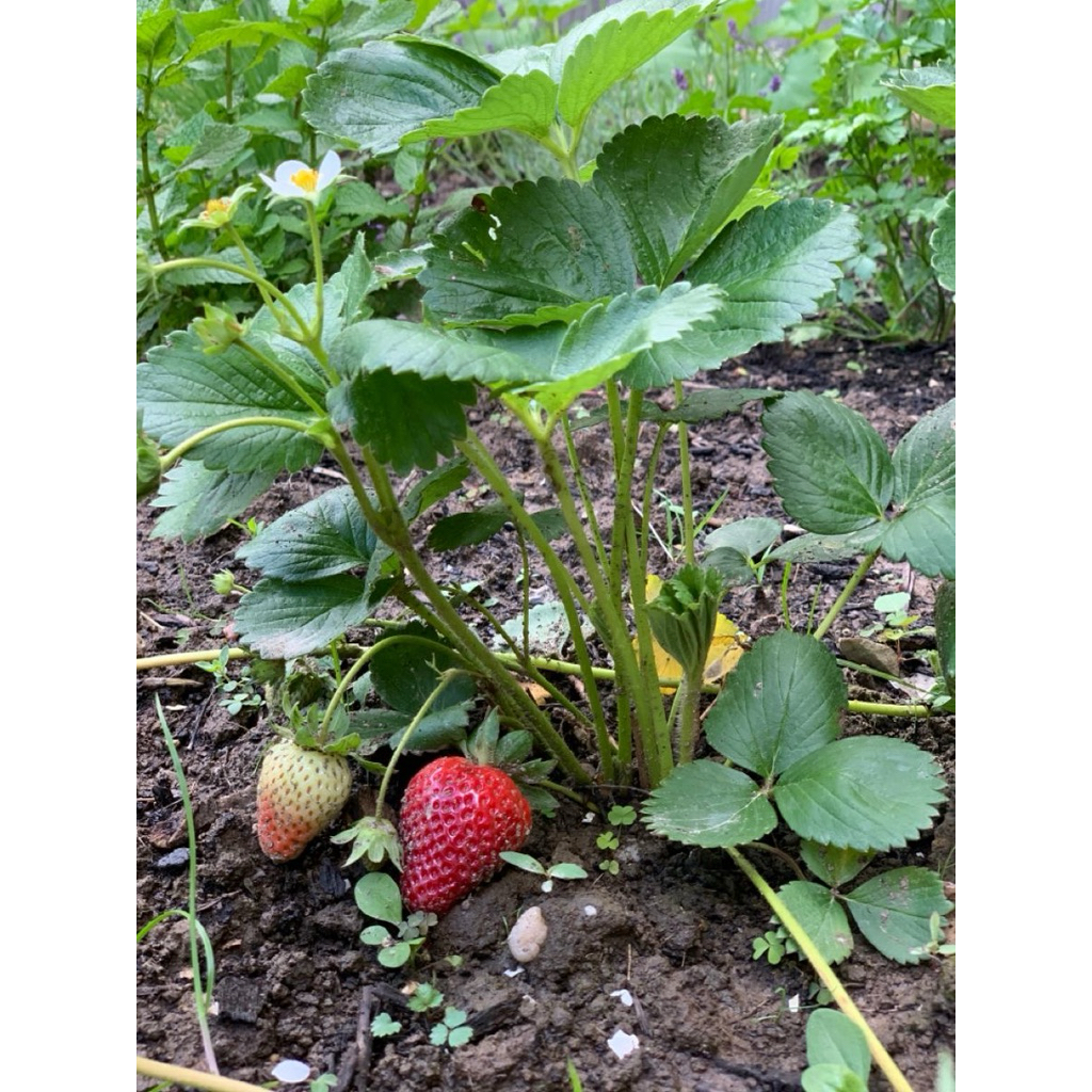 Strawberry Jumbo Unggul Premium Tanaman Buah Ukuran Besar Rasa Manis Segar Produktif Cocok untuk Pot