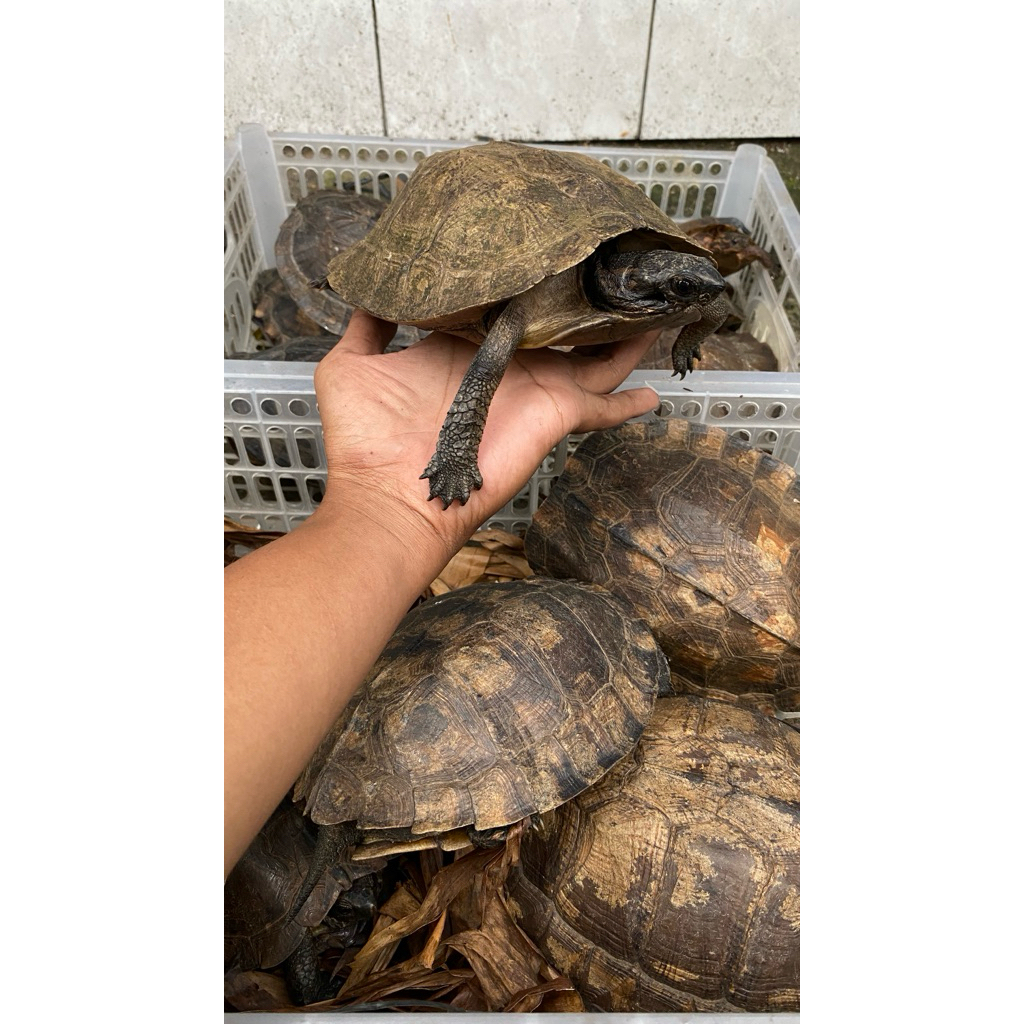 UKIRAN KAYU MODEL KURA-KURA DAUN