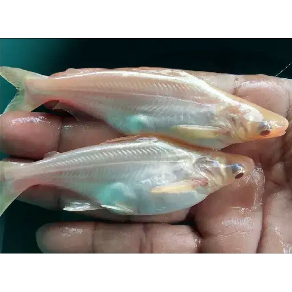 Hiasan Aquarium Patin Albino Size 5-7 cm Hiasan Akuarium |Ikan Hias Bozz Louhan Pekanbaru|