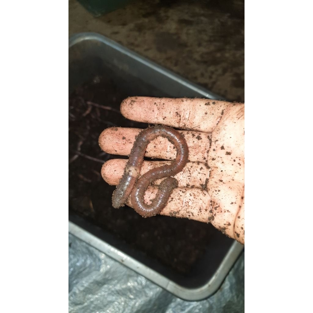 Cacing Kalung  Umpan Bawal 1 kg ( khsusu expedisi) - Umpan Hidup Aktif, Obat Tradisional, Pakan Ikan