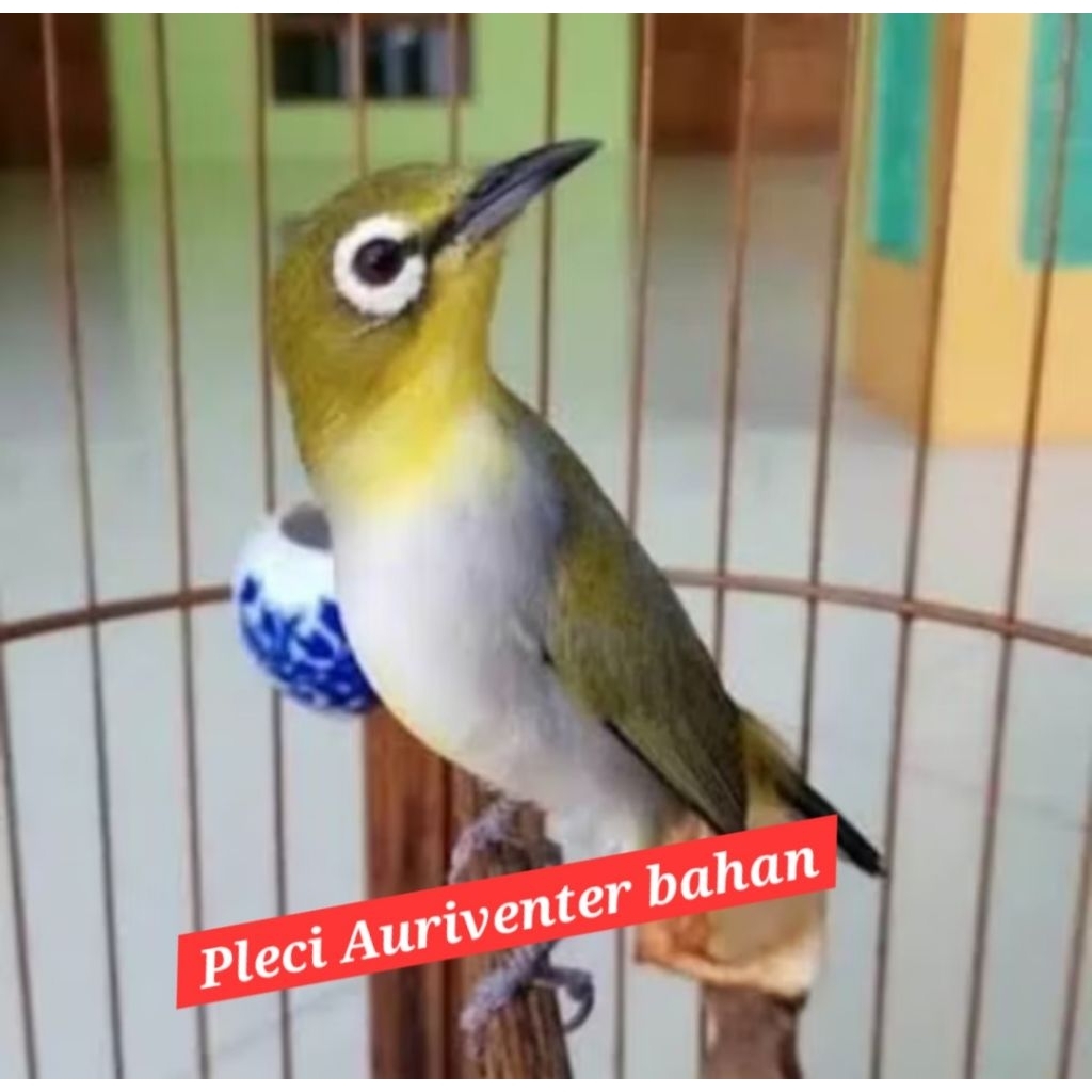 pleci auriventer jantan pilihan