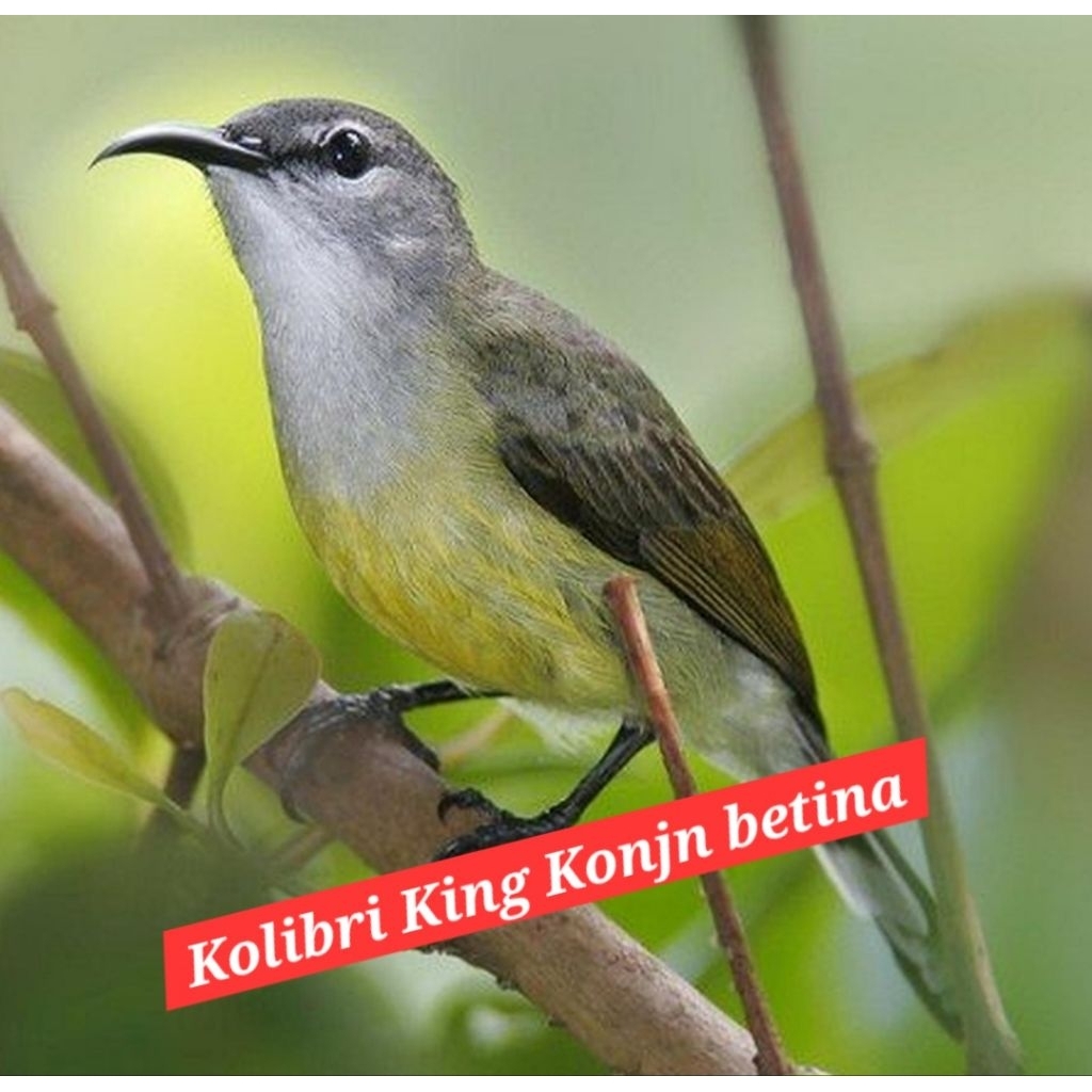 kolibri king konin betina pikihan top quality