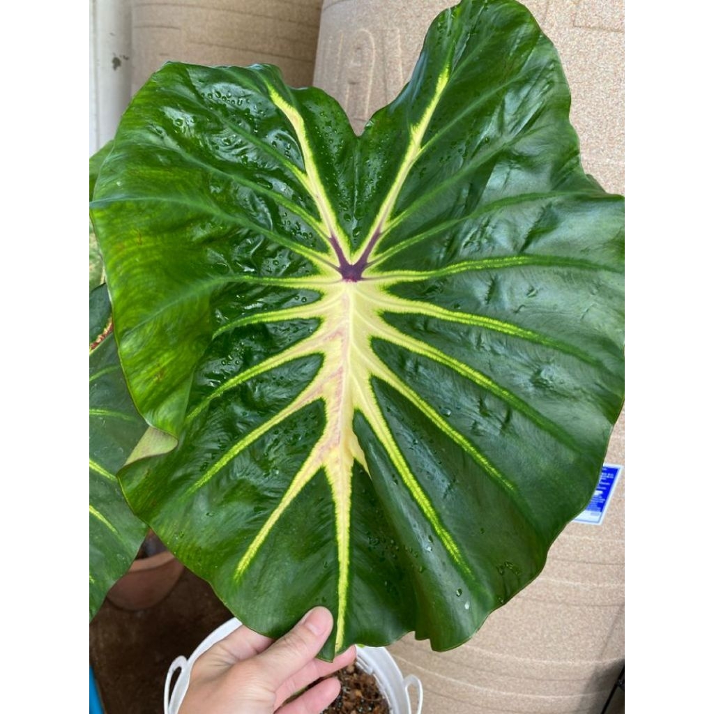 colocasia white lava