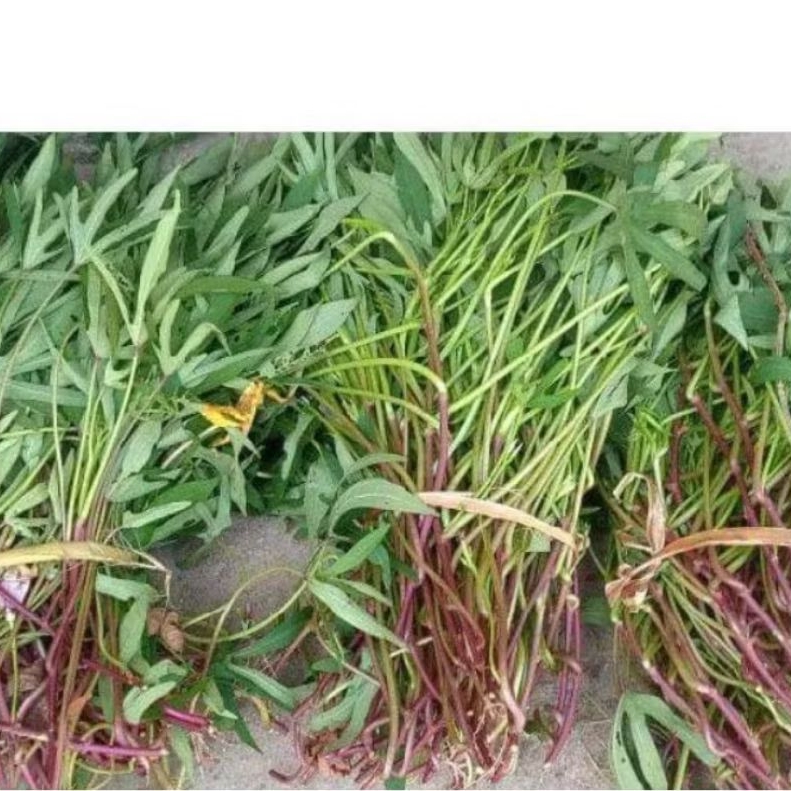 Bibit Ubi Cilembu Asli - Bibit Ubi Cilembu Sumedang Ubi Madu, 15 Batang per Ikat