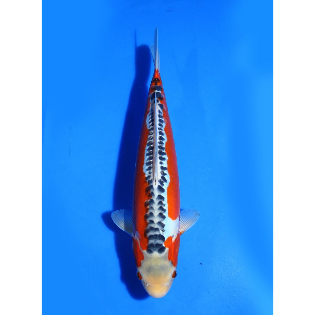 TKC Koi Import Shusui Kawakami Koi Farm Size 32 cm - Tropikal Koi