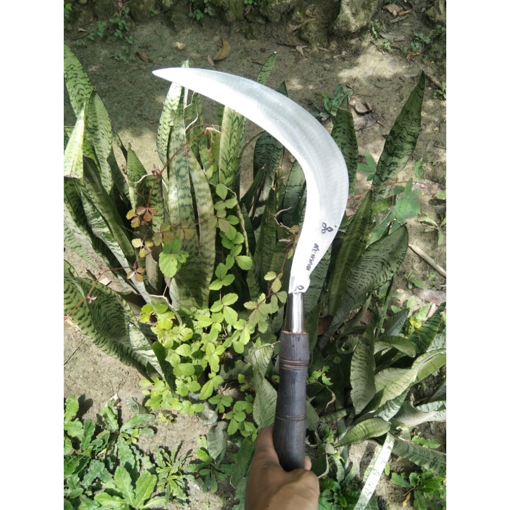 sabit rumput Wonosobo