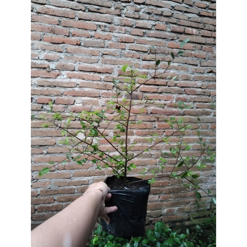 Bahan bonsai ulmus mikro