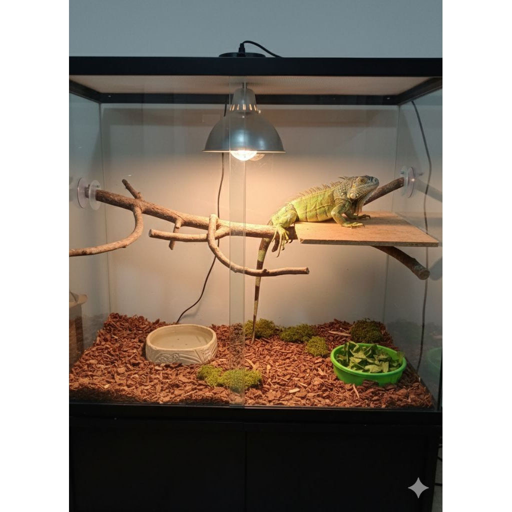 Kayu Unik Buat Tenggeran Hewan Reftile Iguana Dll Panjang 100Cm