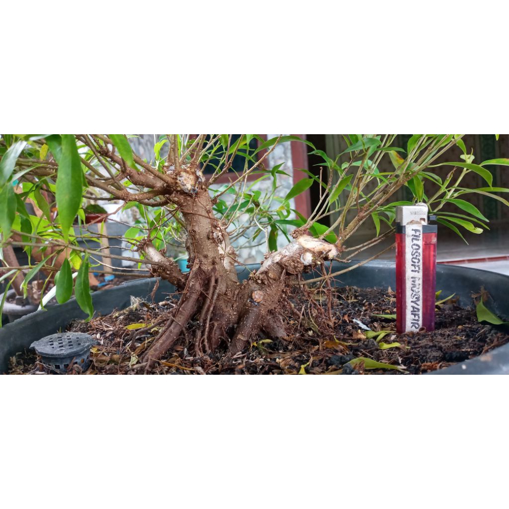 Bahan Bonsai beringin Afrika