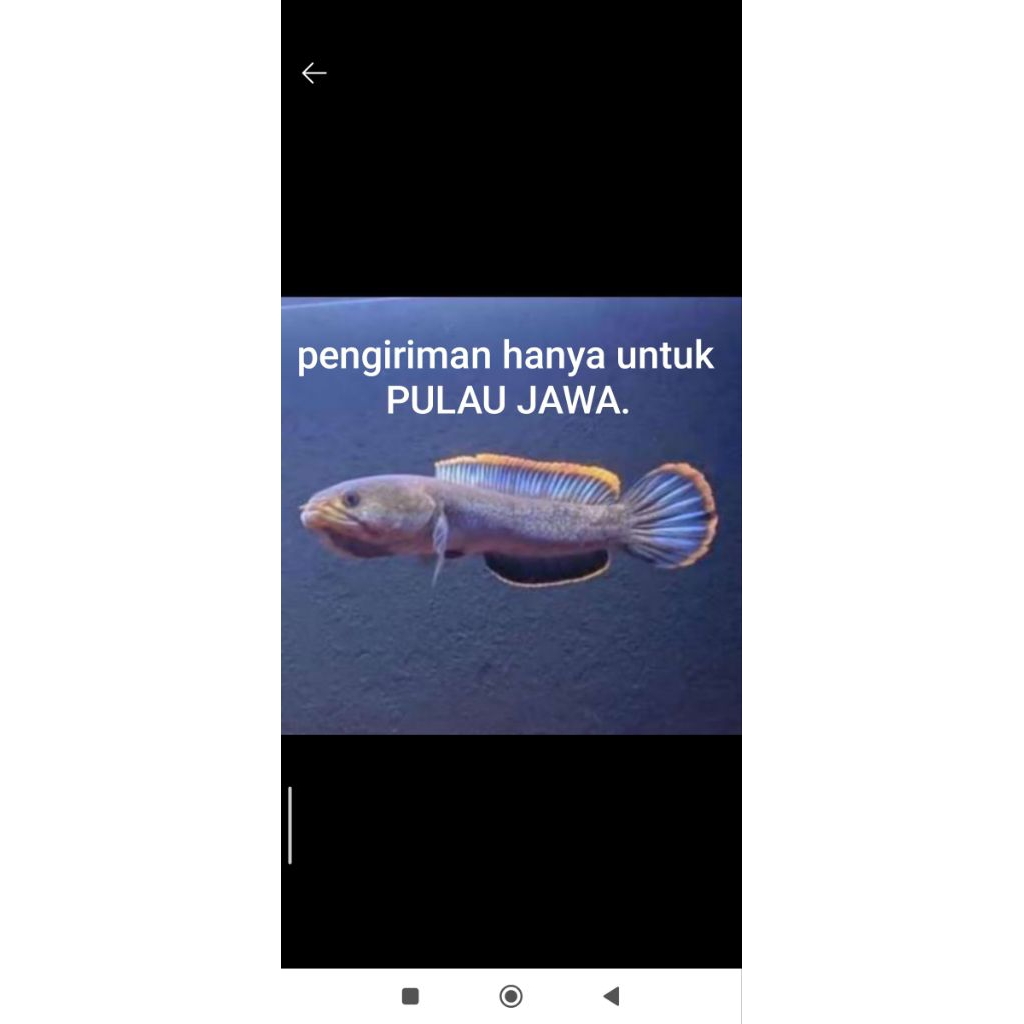 limbata Jumbo pair, limbata Jumbo, limbata full pelet