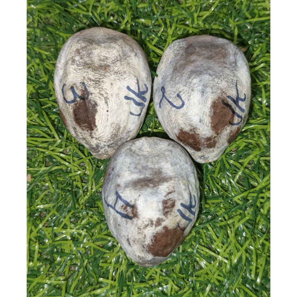 Muncang Jawa Kaliwiro