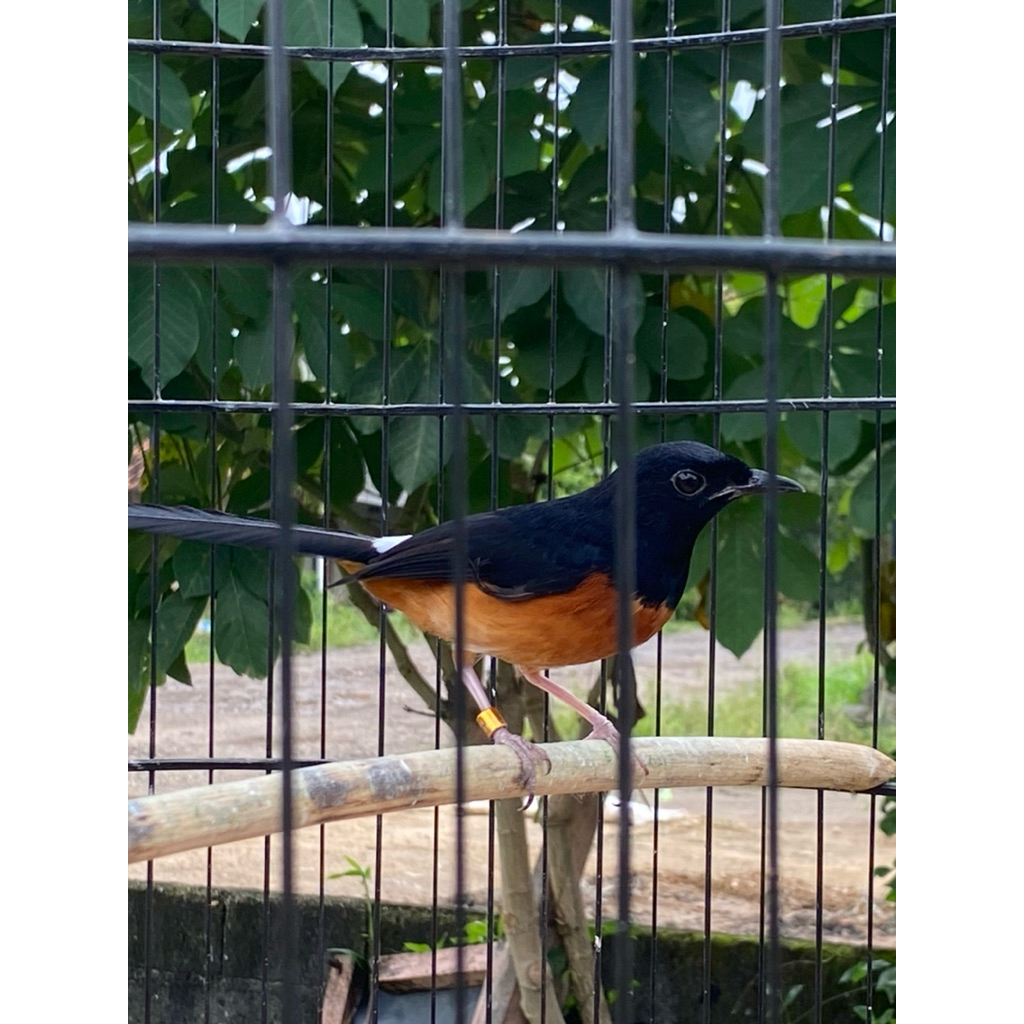 bahan bahan murai muda hutan . x hutan x medan . redy untuk di pinang.