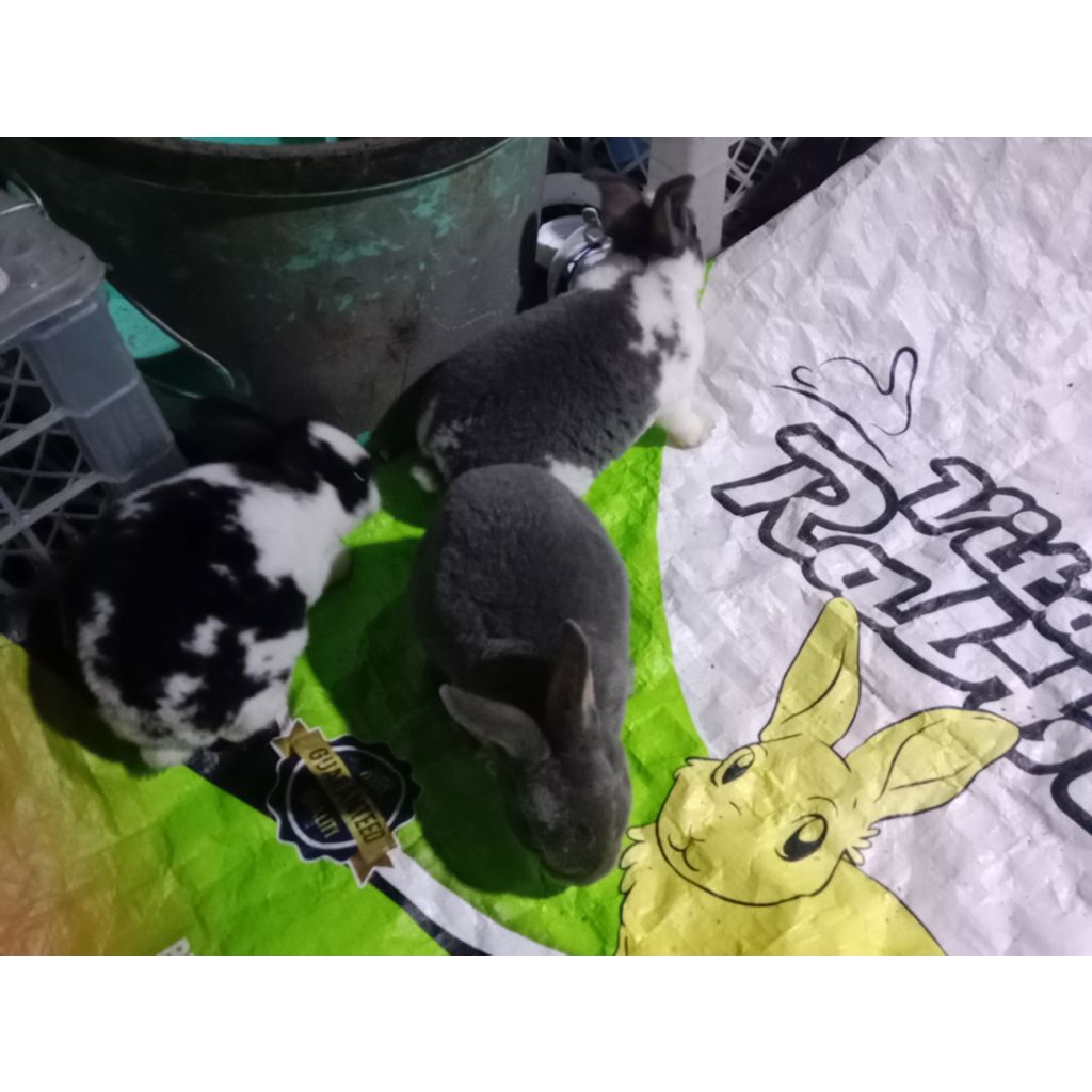 Anakan Bibit Kelinci REX Betina/Jantan Asli Rex bulu karpet