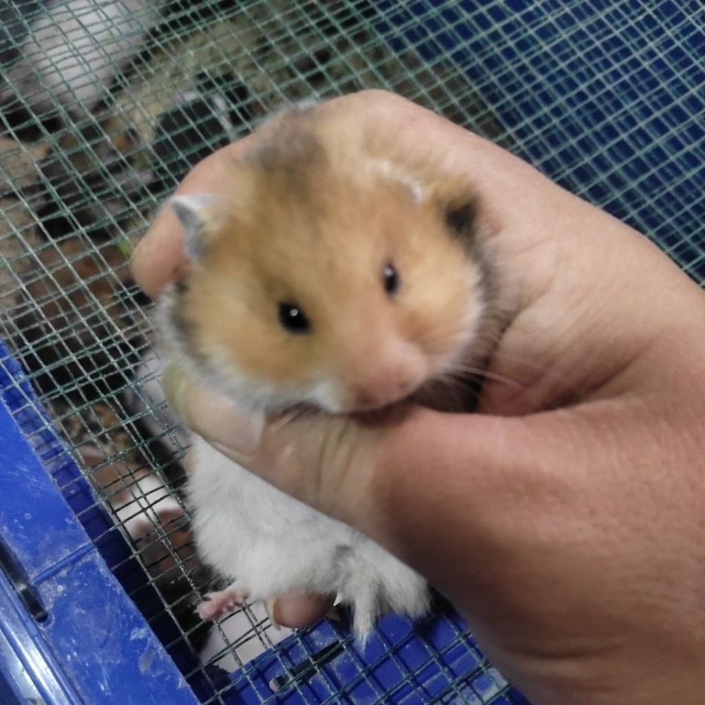 Hamster syrian Semi Long Sepasang