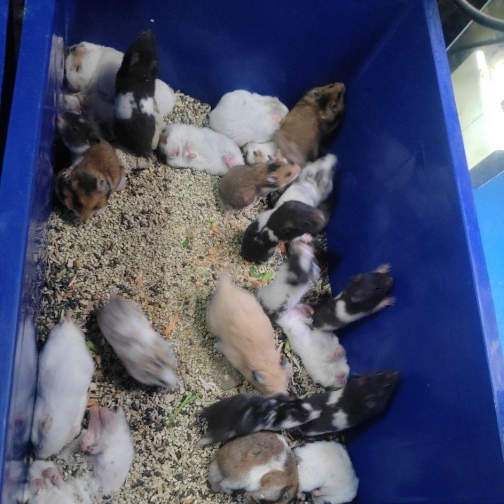 Hamster Syrian Golden satu Pasang