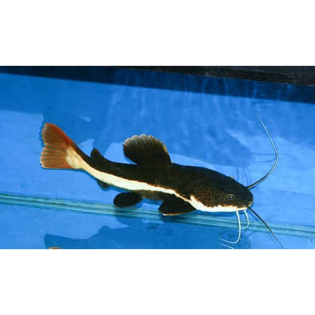 HIASAN AQUARIUM RTC ( RED TAIL ) LINCAH & GESIT SIZE 10 CM