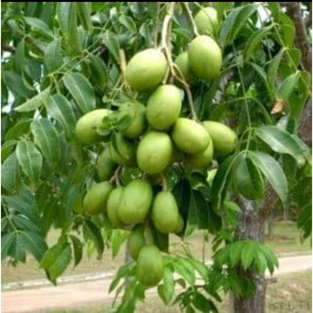 Tanaman buah kedondong mini sudah berbuah // tanaman buah kedondong