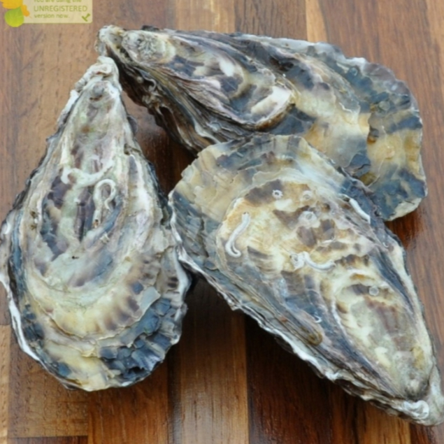 Kerang Oyster 1Kg / Kerang Tiram Oyster Segar