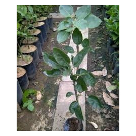 Bibit Tanaman Pir Madu cocok untuk Dataran Rendah - Cepat Berbuah, Ukuran Besar, Siap Tanam