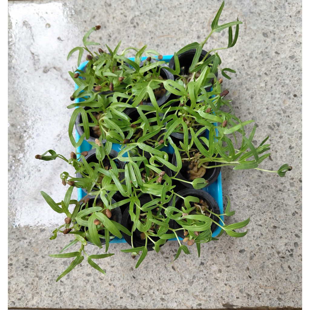 Tanaman hidroponik kangkung bibit per net pot