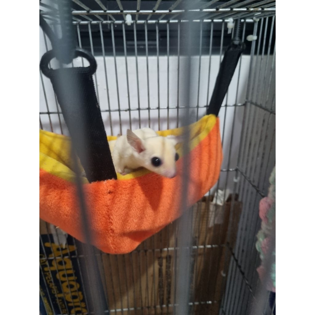 Sugar Glider Leucistic