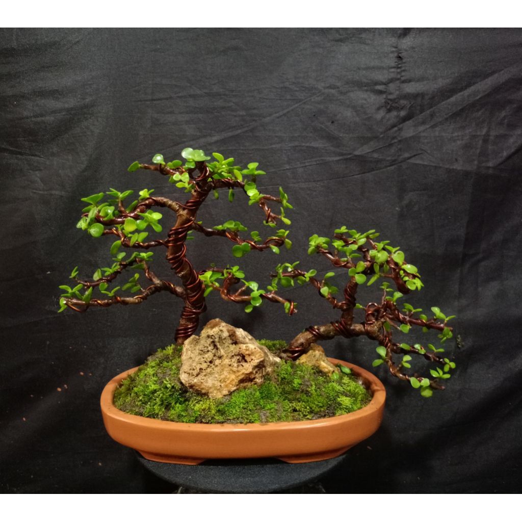 portulacaria afra panorama