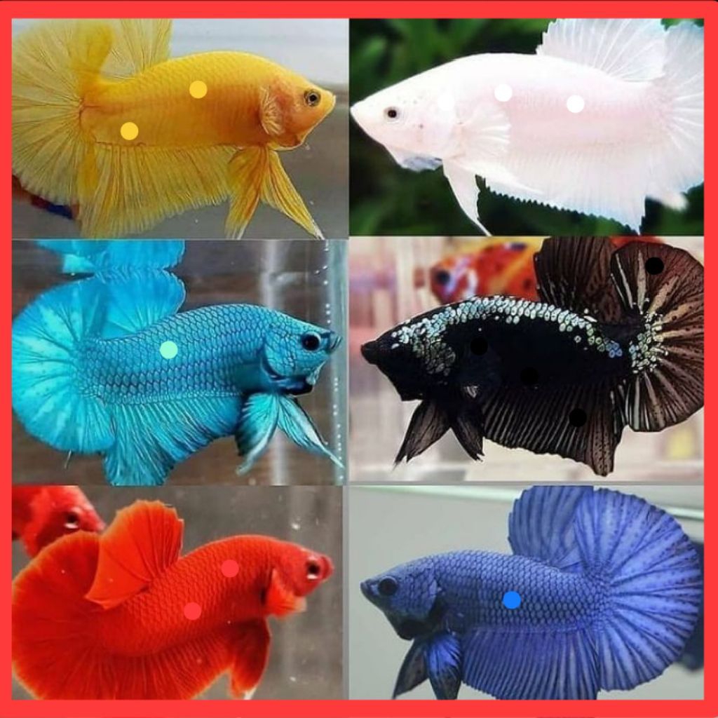 cupang plakat besgel/dragon/samurai/blue panda/blue rim bocor cupang laga hiasan akuarium