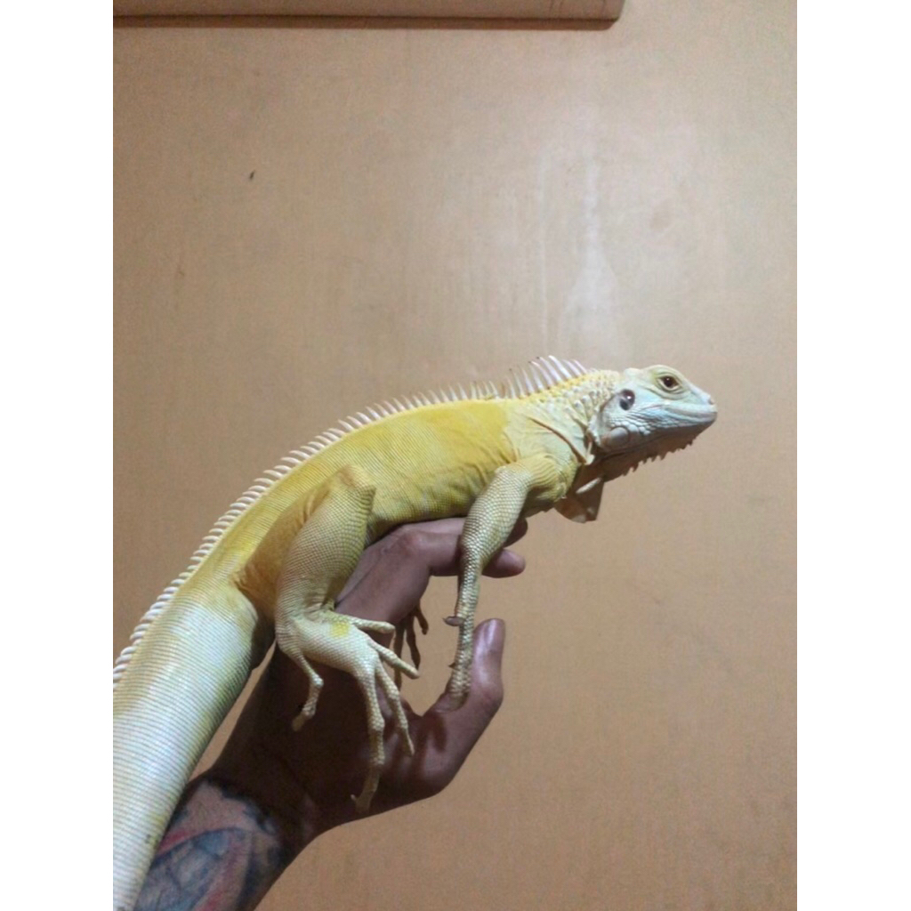 Iguana albino