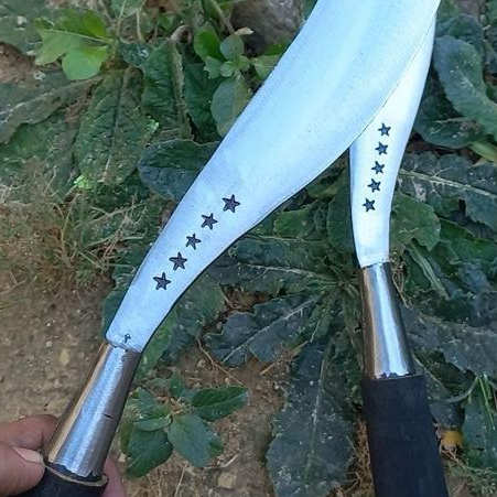 COD aret rumput bitang lima madura