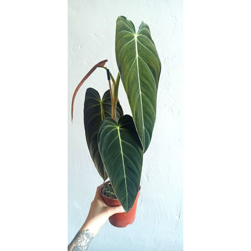 Tanaman Hias Philodendron Melanochrysum Daun Besar