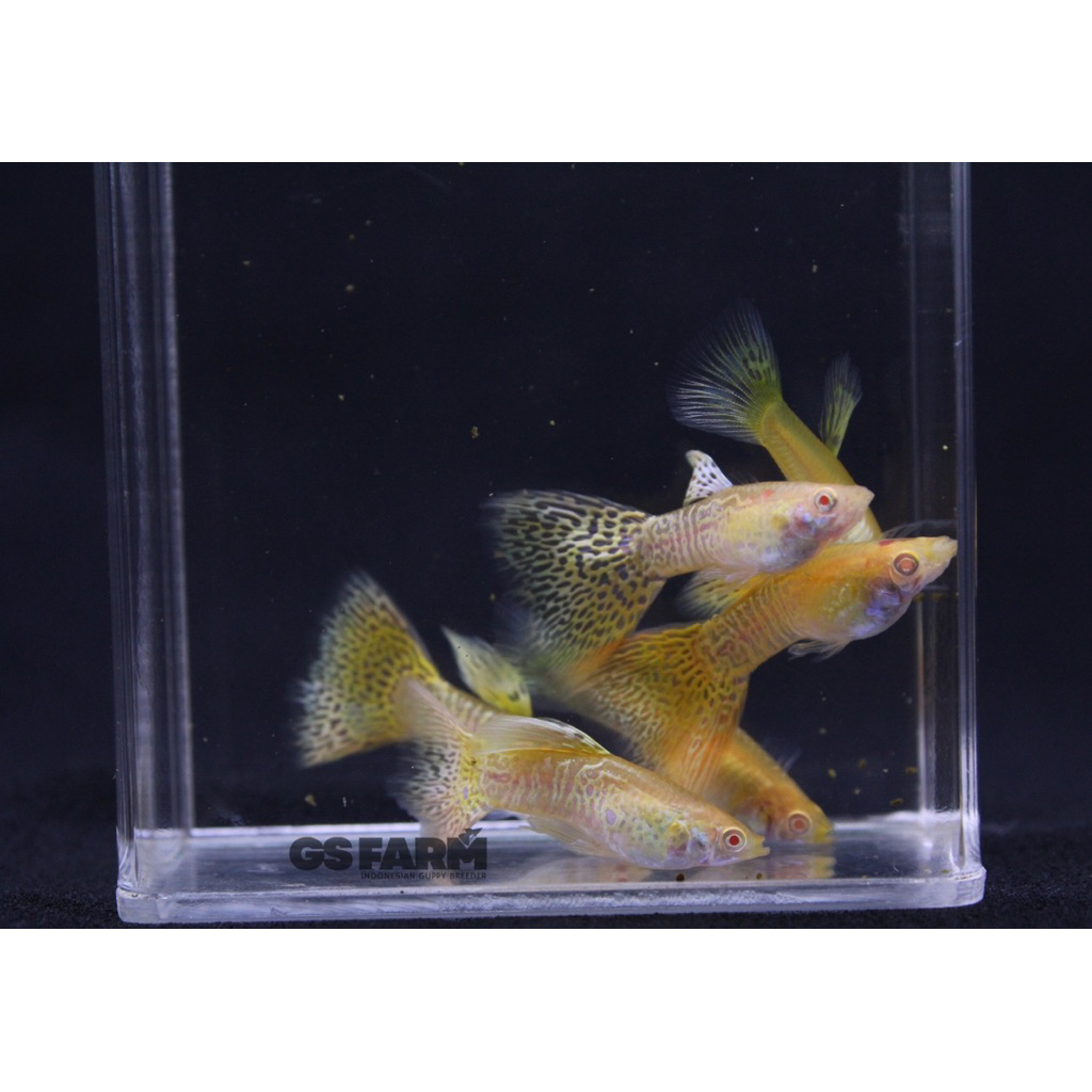 Guppy Albino Yellow Cobra / Hiasan Aquarium