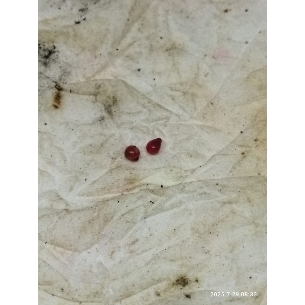 Batu Akik Jenis Sepasang Delima Merah Asli Alam