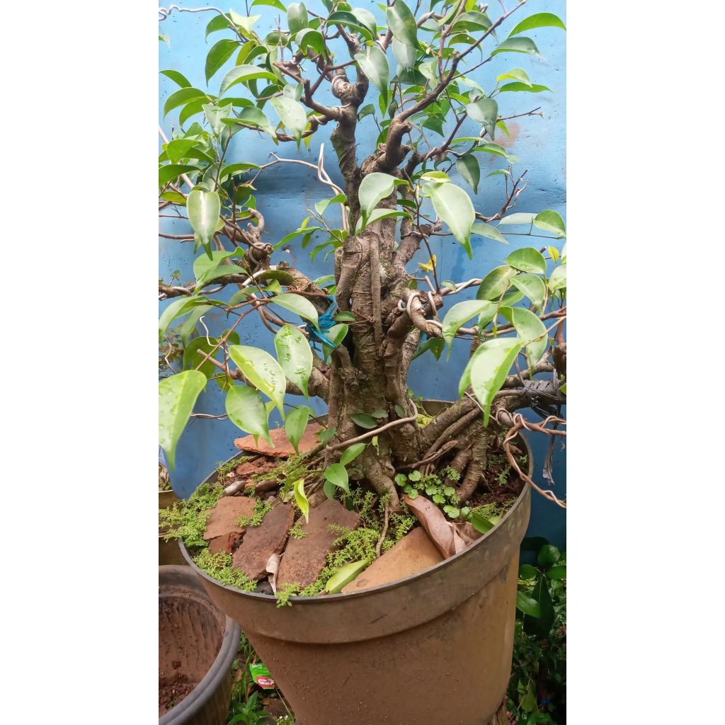 beringin benjamina bonsai beringin sesuai foto